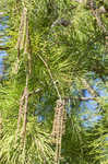 Pond Cypress